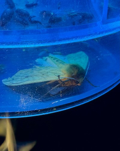 Isabella Tiger Moth
