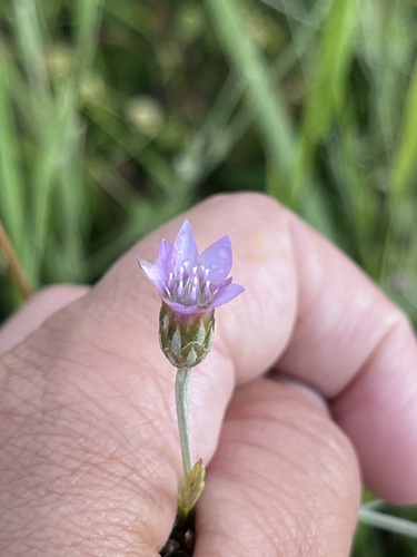 Xeranthemum cylindraceum, photograph 6