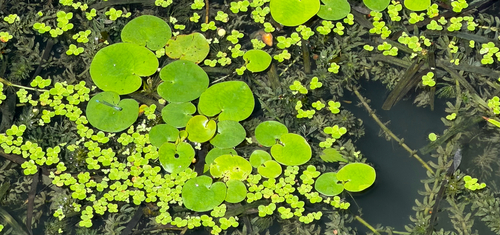 Hydrocharis dubia