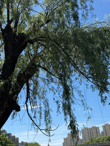 weeping willow