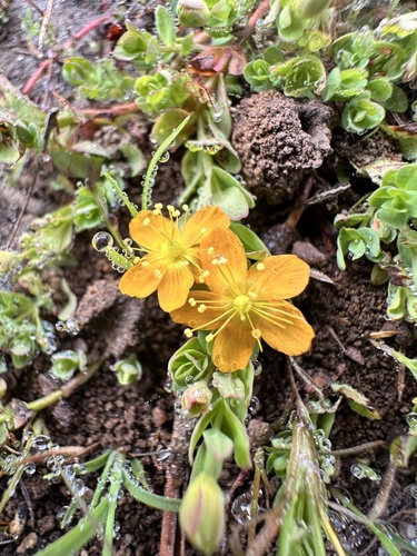 Tinker's penny (Hypericum anagalloides)