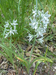 Ornithogalum boucheanum