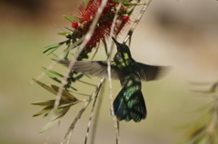 Eupetomena cirrochloris