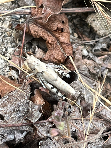 iNaturalist observation photo of Short-horned Grasshoppers