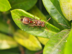Ropalidia hongkongensis