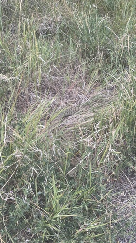Prairie Rattlesnake