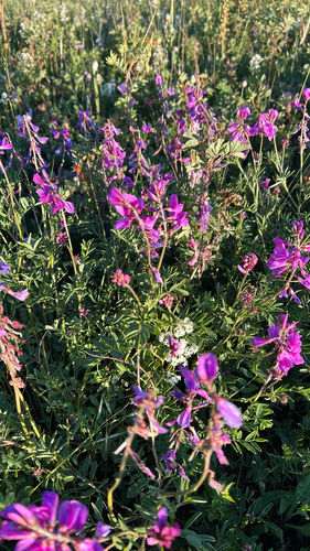 Boreal Sweet-vetch