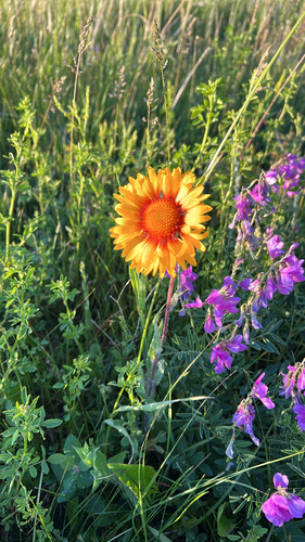 great blanketflower