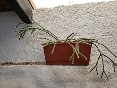 Rhipsalis pilocarpa
