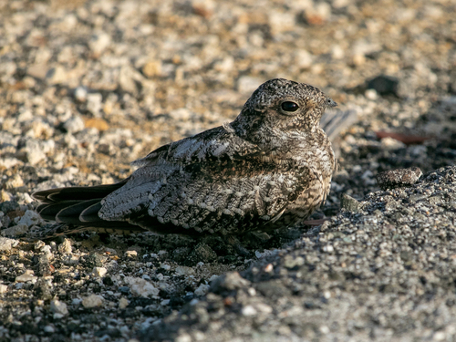 Antillean Nighthawk (Chordeiles gundlachii), photo 10