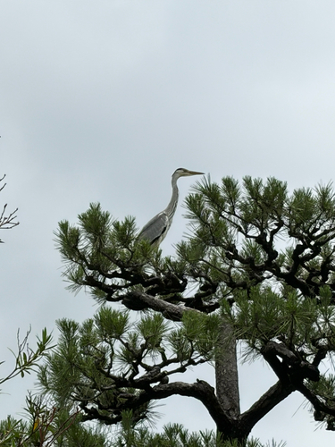 Grey Heron