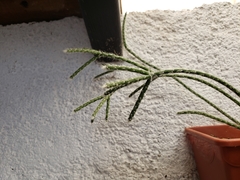 Rhipsalis pilocarpa
