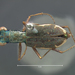 Cicindela cursitans - Photo (c) Museum of Comparative Zoology, Harvard University, some rights reserved (CC BY-NC-SA)