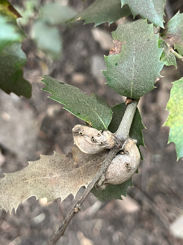 iNaturalist observation photo of Heteroecus dasydactyli