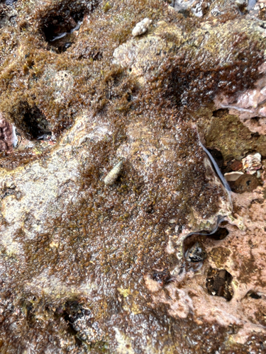 Cerithium nesioticum observed 2026-06-04