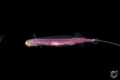 Doublekeeled Whalefish photo 1