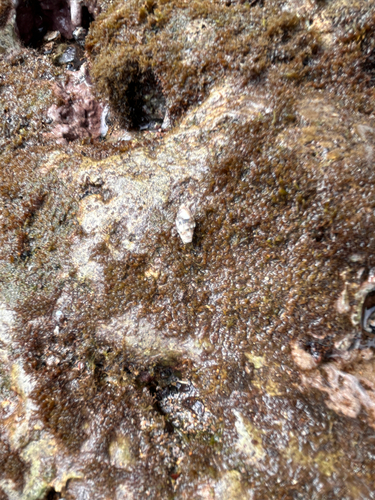 Cerithium atromarginatum observed 2026-06-04
