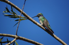 Colibri serrirostris
