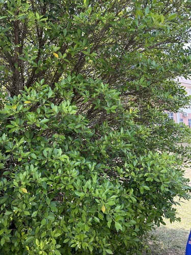 Chinese banyan