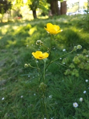 Ranunculus acris