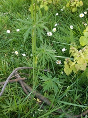 Ranunculus acris