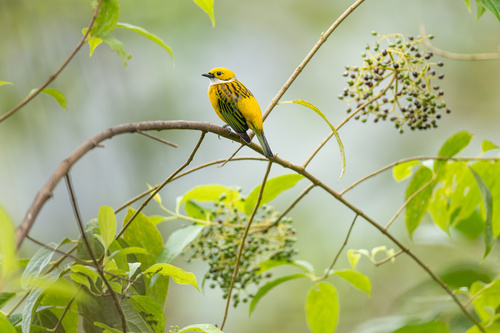 Silver-throated Tanager (Tangara icterocephala), photo 10
