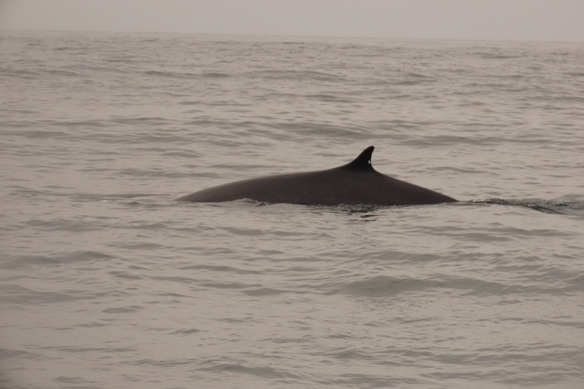 Balaenoptera physalus