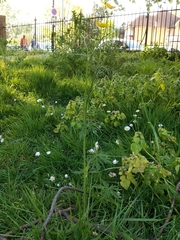 Ranunculus acris