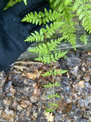 Cystopteris tennesseensis