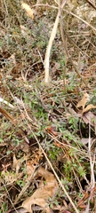 Vaccinium macrocarpon