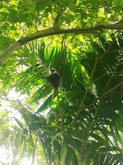 Semnopithecus vetulus