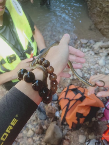 Sichuan Mountain Keelback
