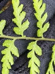 Cystopteris tennesseensis