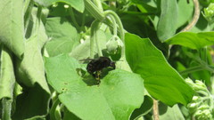 Bombus pauloensis