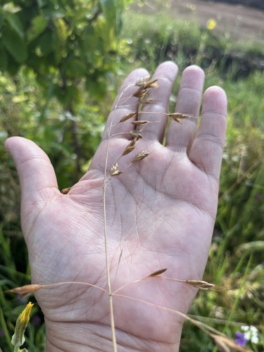 Bromus commutatus, photograph 1