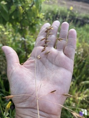 Bromus commutatus