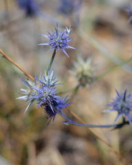 Eryngium ovinum
