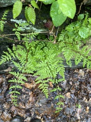 Cystopteris tennesseensis