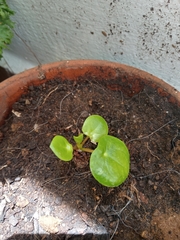 Pilea peperomioides