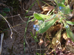 Myosotis ramosissima
