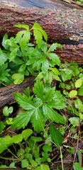 Hydrophyllum virginianum