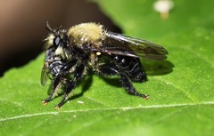 Laphria flavicollis