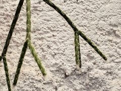 Rhipsalis pilocarpa