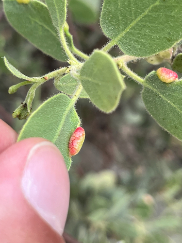 iNaturalist observation photo of Manzanita Leafgall Aphid