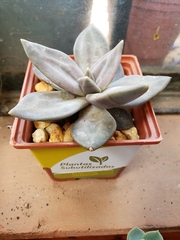 Echeveria xichuensis