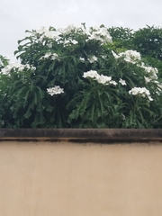 Plumeria pudica