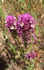 Castilleja densiflora gracilis