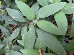 Ruellia squarrosa