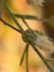 Baccharis plummerae, photograph (c) klicklo, some rights reserved (CC BY)