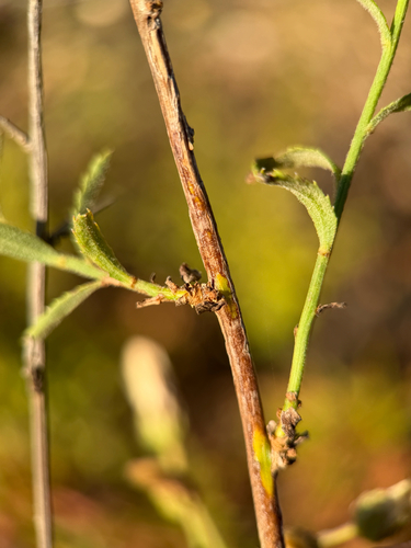 Baccharis plummerae, photograph 6